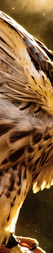 Brandability Badoca 1